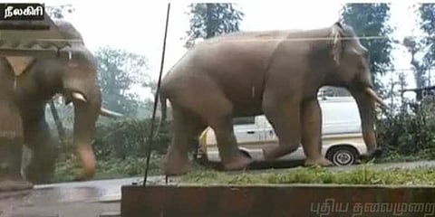 வாழ்வாதாரத்திற்கு வழியில்லாமல் போராடும் காட்டு யானைகள்: மக்கள் அவதி