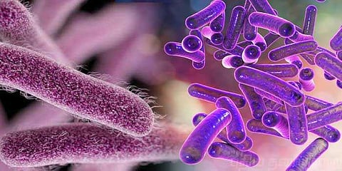 நிபா வைரஸைத் தொடர்ந்து கேரளாவை மிரட்டும் ஷிகெல்லா