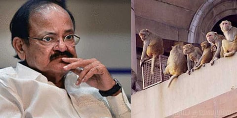 “என் வீட்டிலும் குரங்குத்தொல்லை”- வெங்கையா நாயுடு வருத்தம்