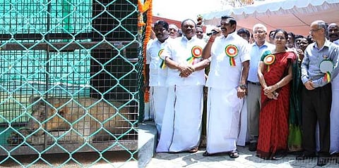 வண்டலூர் பூங்காவில் 'ஜெயா' சிங்கக்குட்டி