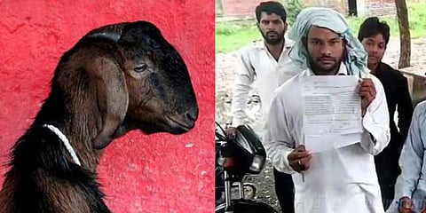 சினை ஆடுக்கு கூட்டுப்பாலியல் வன்கொடுமை : கொடூரர்களுக்கு வலைவீச்சு