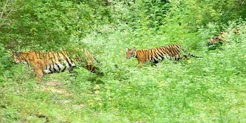 புலிகள் மகிழ்ச்சியாக வாழும் நீலகிரி !