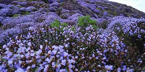 குன்னூரில் பூத்துக் குலுங்குகிறது குறிஞ்சி மலர்கள்.. கண்கொள்ளா காட்சி..!