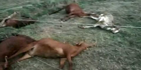 மின்வாரியத்தின் அலட்சியத்தால் 8 ஆடுகள் உயிரிழப்பு