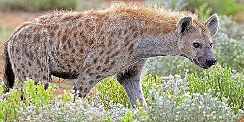 வண்டலூர் பூங்காவில் இருந்து தப்பிய கழுதைப் புலி பிடிபட்டது..!