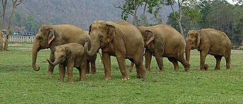 'யானைகளுக்கு வழி விடுங்கள்' இன்று உலக யானைகள் தினம்