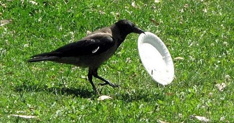 குப்பைகளை சுத்தம் செய்யும் காகங்கள் : ரொட்டி பரிசு