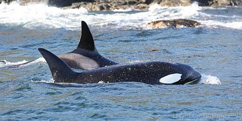 இறந்த குட்டியோடு தாய் திமிங்கலம் நடத்திய பாசப் போராட்டம்