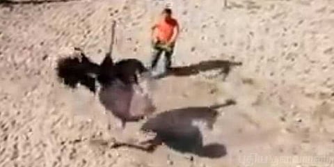 பூங்கா ஊழியரை விரட்டிவிரட்டி தாக்கிய நெருப்புக்கோழி