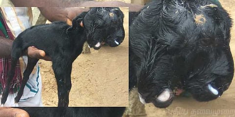 இரட்டை தலைகளுடன் பிறந்த அதிசயம் ஆடு