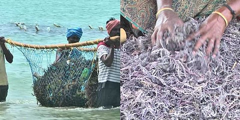 நல்ல லாபம் தரும் கடற்பாசி: புதிய தொழிலுக்குத் திரும்பும் மீனவர்கள்