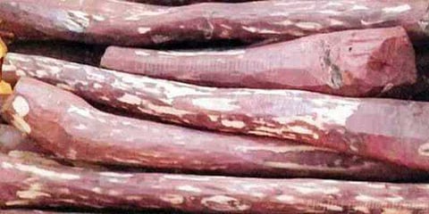 செம்மர கடத்தல் : 5 தமிழர்கள் ஆந்திராவில் கைது