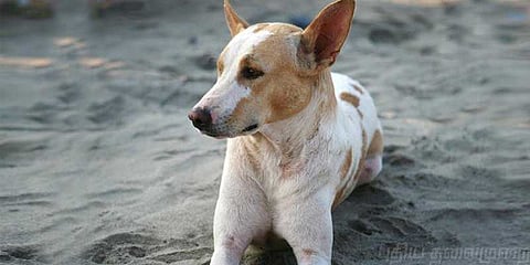 பாலியல் வன்கொடுமை செய்தவர்களை விரட்டி கடித்த வளர்ப்பு நாய்!