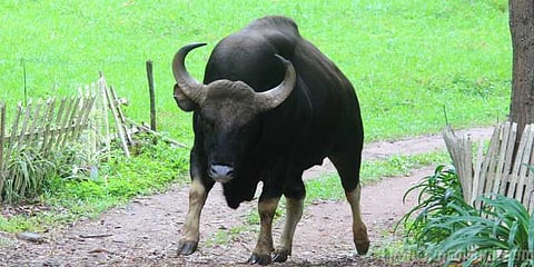 காட்டெருமை உயிரிழப்பு : யார் காரணம் ?