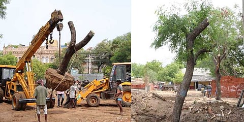 மரங்களுக்கு மறுவாழ்வு : இப்படியும் செய்யலாமே..!