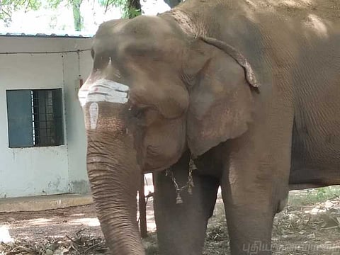 82 வயதுடைய யானை ! சிகிச்சைக்காக மருத்துவமனையில் அனுமதி