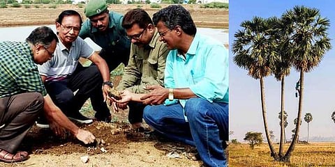 பனை மரத்தில் இத்தனை பலன்களா? : மீட்கப்படும் இயற்கை வளம்