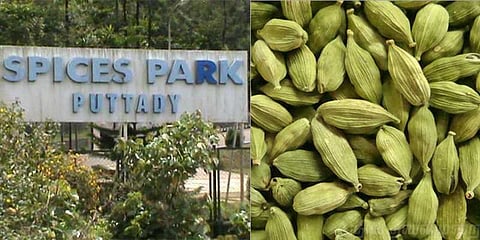 70 சதவீதம் ஏலக்காய் செடிகள் நாசம்... விலையோ கிடுகிடு..