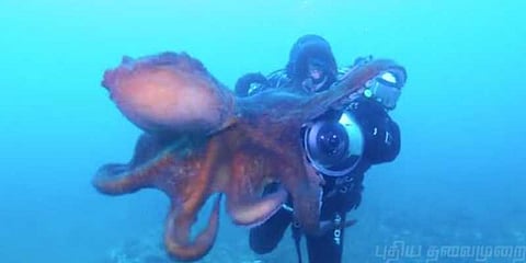 நீச்சல் வீரரை சுற்றிவளைத்த ஆக்டோபஸ் : பதட்டமான நொடிகள்