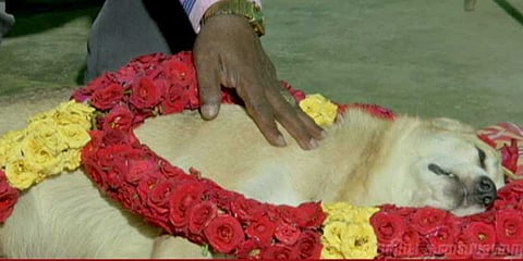 நாய்கள் இறந்ததில் மர்மம்.. மருத்துவமனை மீது போலீசில் புகார்..!