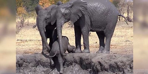 குட்டி யானையை சேற்றிலிருந்து கரைமீட்ட யானைகள் - வீடியோ