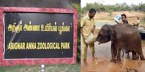 வண்டலூரில் பார்வையாளர்களை கவரும் 'ரோகிணி'