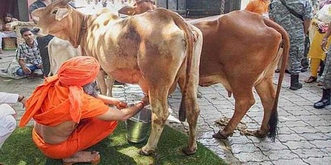 வரிந்துகட்டி மாட்டில் பால் கறந்த பாபா ராம்தேவ்