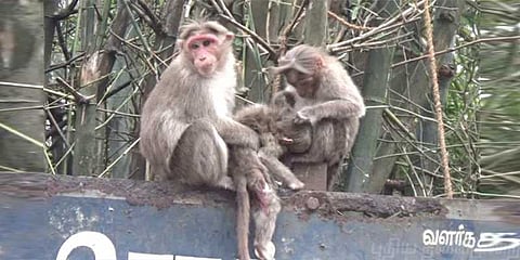 இறந்த குரங்கு குட்டியின் உடலை தூக்கி அலையும் தாய்க்குரங்கு!