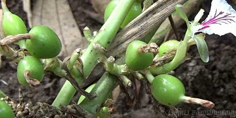 ஏலக்காய் விலை கிலோ 2000 ரூபாயை தாண்டியது..!