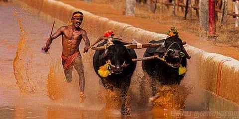 கர்நாடக பாரம்பரிய விளையாட்டு ‘கம்பளா’ - தடை கோரி பீட்டா புதிய மனு