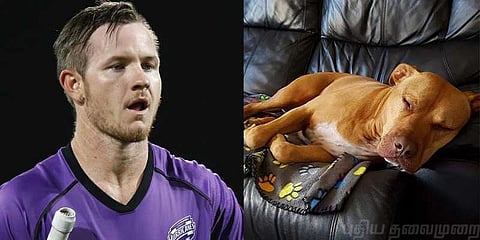 நாய் கடித்ததில் கிரிக்கெட் வீரருக்கு தையல்!