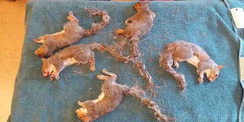 தாய் அணில் கட்டிய ‘பாசக்கூடு’ - சிக்கித் தவித்த குட்டிகள்