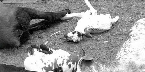 ரத்தம் கக்கி இறந்த 80 ஆடுகள் : நெல்லையில் அதிர்ச்சி !