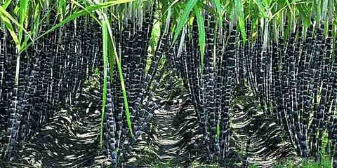 கரும்பு நிலுவையை தீர்க்க ரூ.4,500 கோடி : மத்திய அமைச்சரவை ஒப்புதல்