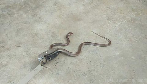 வீட்டிற்குள் குட்டிகளுடன் குடியேறிய தாய் பாம்பு - மிரட்டலும்.. மீட்பும்..