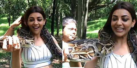 மலைப்பாம்புடன் வலம் வந்த காஜல் அகர்வால்: வைரல் வீடியோ