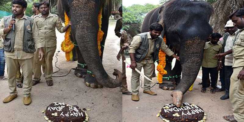 மாலையுடன் 80வது பிறந்தநாளை கேக் வெட்டி கொண்டாடிய யானை