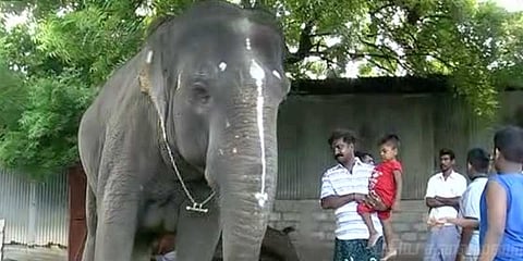 ஃபேஸ்புக்கில் லைக்ஸ் அள்ளும் சுமதி யானை : பாசம் காட்டும் பொதுமக்கள்