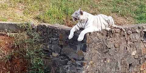 புலிக்குட்டியை தத்தெடுத்த சிவகார்த்திகேயன்