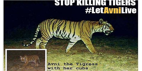 'என்கவுண்ட்டரில்' இருந்து தப்புமா ஆவ்னியும் அதன் குட்டிகளும் ?