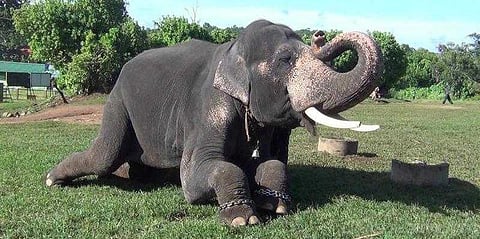 காட்டு யானைக்காக காத்திருக்கும் விஜய்யும், வசீமும் !