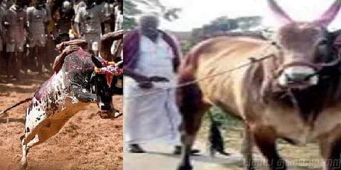 ஜல்லிக்கட்டில் கலக்க காத்திருக்கும் நரசிம்ஹா !