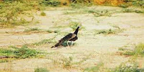 மயில்களை குறிவைத்து வேட்டையாடிய கும்பல் கைது