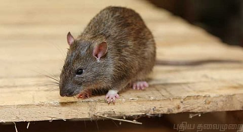 ஐசியூவில் இருந்த குழந்தை எலி கடித்து உயிரிழப்பு ?