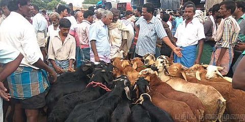 தீபாவளி சந்தையில் 5 கோடிக்கு மேல் ஆடுகள் விற்பனை
