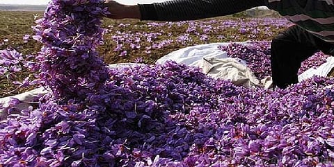 கொடைக்கானல் மலைப்பகுதியில் குங்குமப்பூவை விளைவித்து விவசாயி சாதனை!