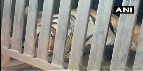 ‘மேன் ஈட்டர்’ ஆவ்னி புலி சுட்டுக்கொலை