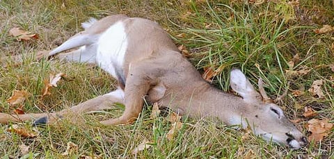 திருச்சி பெல் நிறுவன பூங்காவில் அடுத்தடுத்து உயிரிழந்த 31 மான்கள்