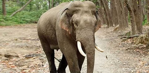 இன்சூரன்ஸ் பணத்திற்காக கொல்லப்படுகின்றனவா யானைகள்..?