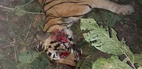 புலிகள் காப்பகத்திற்குள் நுழைந்து பெண் புலியை அடித்துக் கொன்ற கிராம மக்கள்..!